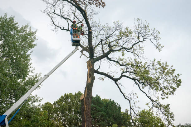 Reliable Youngstown, OH Tree Services Solutions